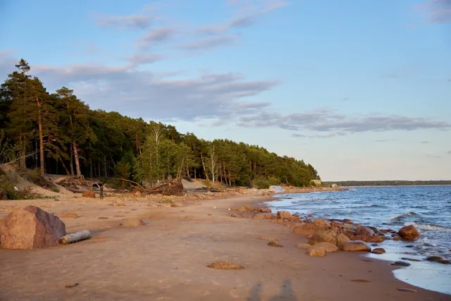 Pieces of Baltic amber washed ashore on a sandy beach