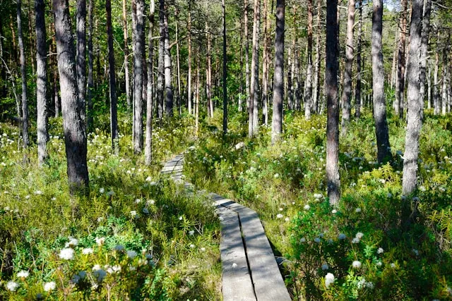Sand dunes and coastal forest on the Curonian Spit