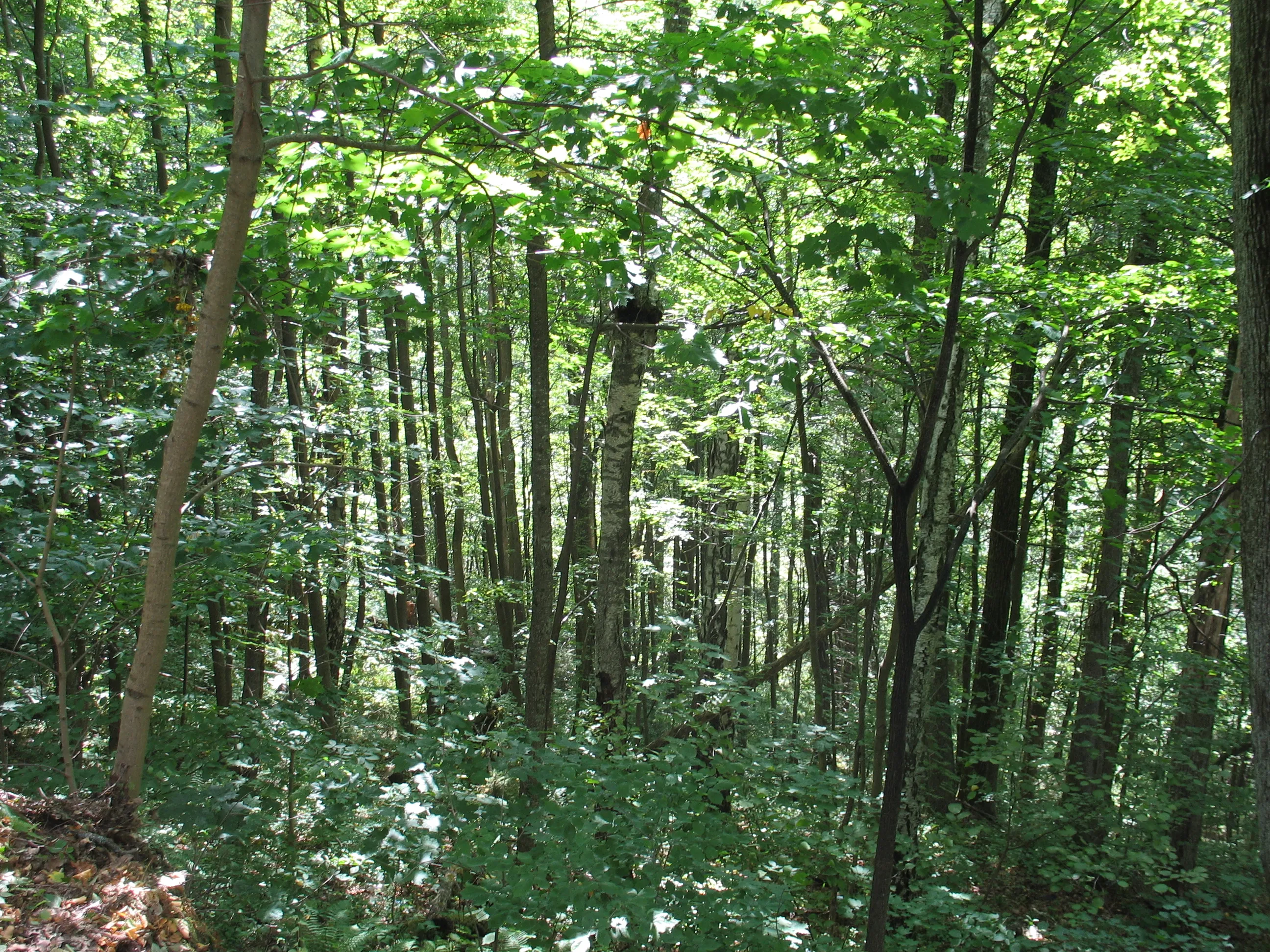 A pine forest in Sigulda with tall straight trunks and undergrowth, typical of Latvia's forest landscape